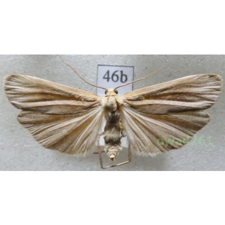 Eilema depressa (Esper, 1787) Czech46b